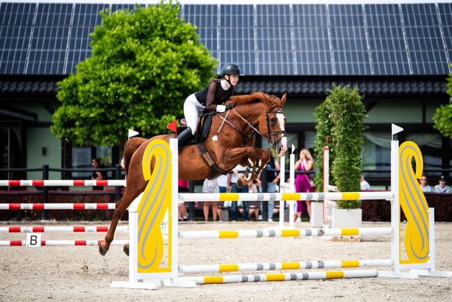 Sprzedam super klacz profesor, Geneza M, Horses For Sale, Skoczow , Image 4