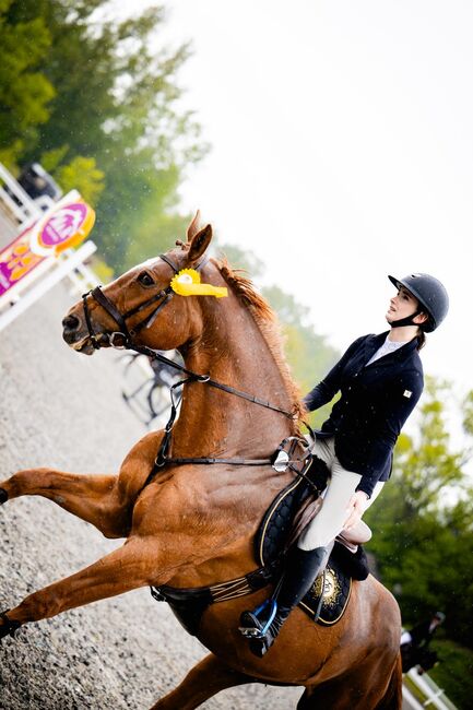 Sprzedam super klacz profesor, Geneza M, Horses For Sale, Skoczow , Image 5