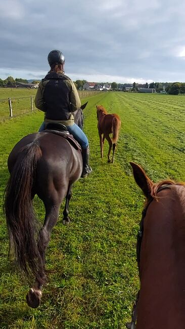 Senner Pferd- Stutfohlen, Claudia Wendt-Sölter , Horses For Sale, Lage, Image 6