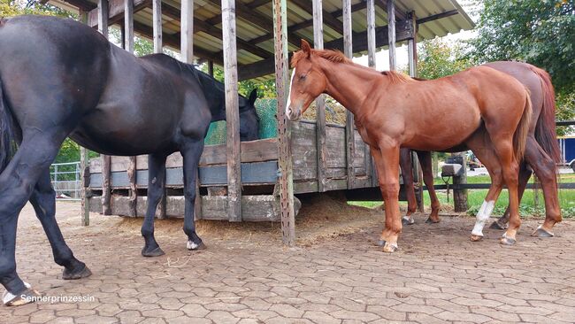 Senner Pferd- Stutfohlen, Claudia Wendt-Sölter , Horses For Sale, Lage, Image 4