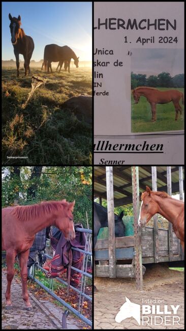 Senner Pferd- Stutfohlen, Claudia Wendt-Sölter , Horses For Sale, Lage, Image 9