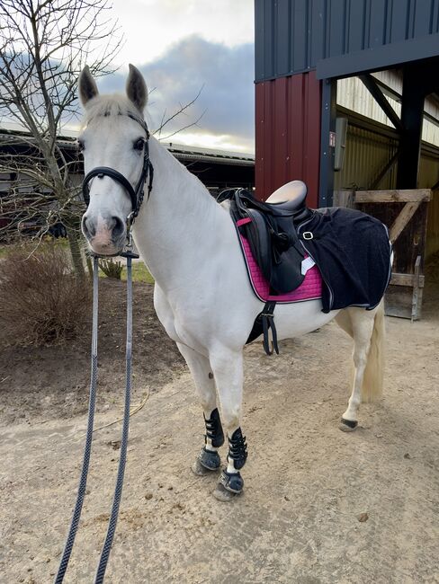 Sensible Cruzado Stute -Projektpferd-, Hartwig , Horses For Sale, Bornhöved
