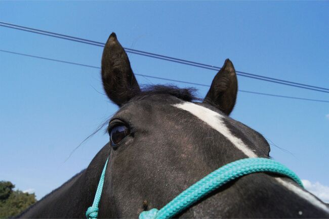 Sensibler Quarter Horse Wallach mit großem Herz sucht einfühlsamen Partner, Kerstin Rehbehn (Pferdemarketing Ost), Pferd kaufen, Nienburg, Abbildung 6