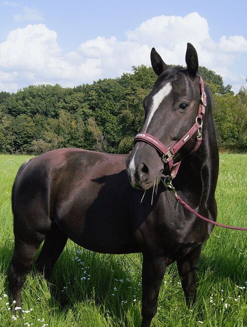 Sensibler Quarter Horse Wallach mit großem Herz sucht einfühlsamen Partner, Kerstin Rehbehn (Pferdemarketing Ost), Pferd kaufen, Nienburg, Abbildung 3