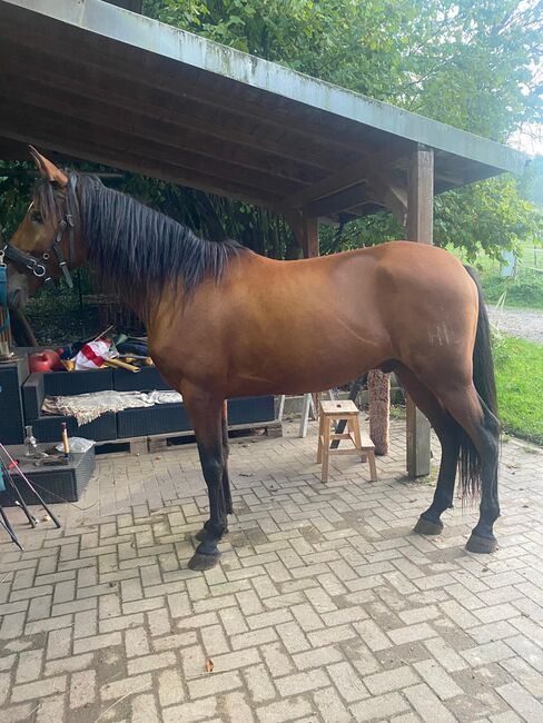 Sensibler Andalusier Wallach sucht Herzensmenschen, Jutta Fischer , Horses For Sale, Biebergemünd , Image 2