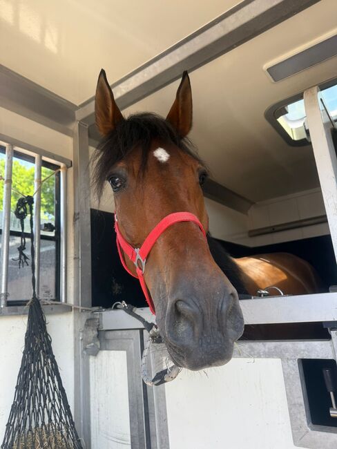 Sensibler Andalusier Wallach sucht Herzensmenschen, Jutta Fischer , Horses For Sale, Biebergemünd , Image 3