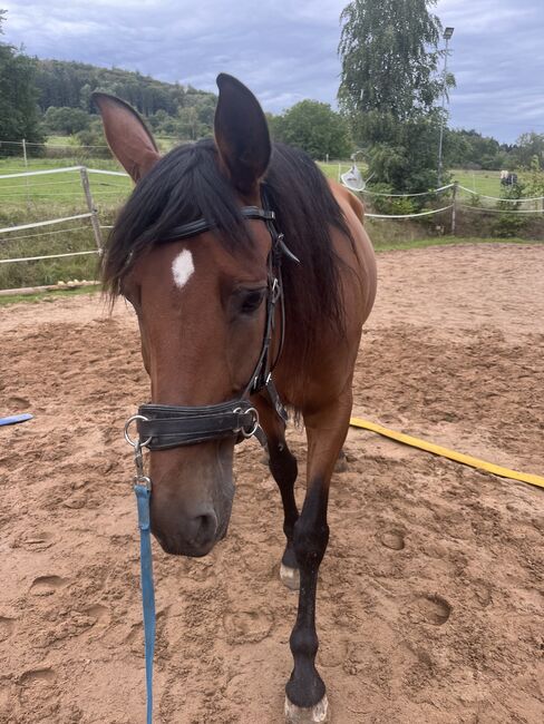 Sensibler Andalusier Wallach sucht Herzensmenschen, Jutta Fischer , Horses For Sale, Biebergemünd , Image 4