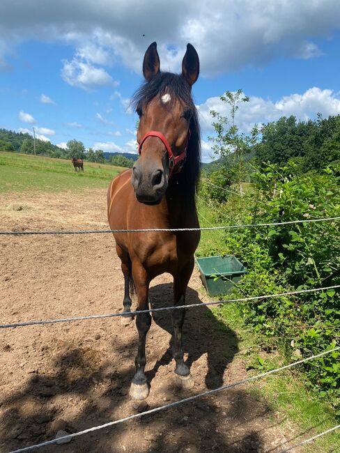 Sensibler Andalusier Wallach sucht Herzensmenschen, Jutta Fischer , Horses For Sale, Biebergemünd , Image 5