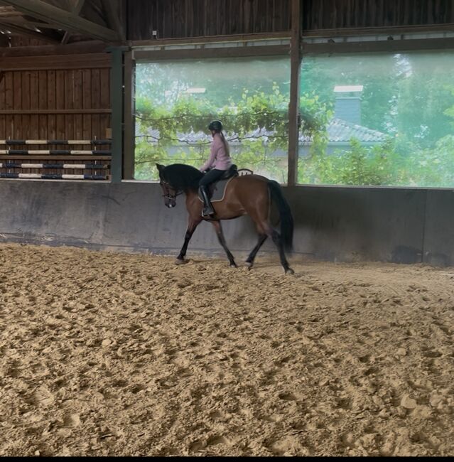 Sensibler Andalusier Wallach sucht Herzensmenschen, Jutta Fischer , Horses For Sale, Biebergemünd , Image 8