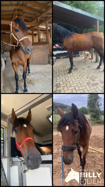 Sensibler Andalusier Wallach sucht Herzensmenschen, Jutta Fischer , Horses For Sale, Biebergemünd , Image 11
