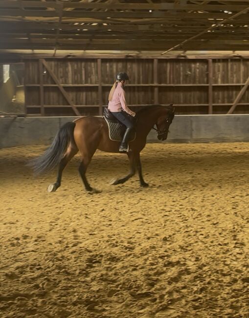 Sensibler Andalusier Wallach sucht Herzensmenschen, Jutta Fischer , Horses For Sale, Biebergemünd , Image 9