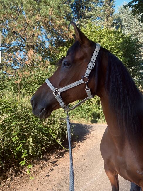 Sensibler Andalusier Wallach sucht Herzensmenschen, Jutta Fischer , Horses For Sale, Biebergemünd , Image 10