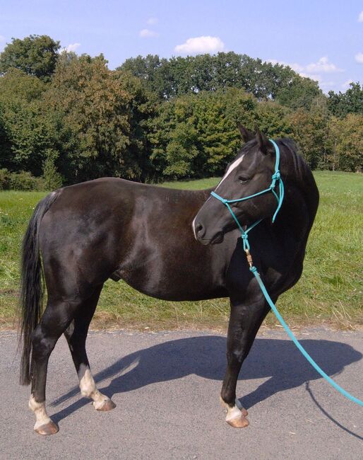 Sensibler Quarter Horse Wallach mit großem Herz sucht einfühlsamen Partner, Kerstin Rehbehn (Pferdemarketing Ost), Horses For Sale, Nienburg, Image 5