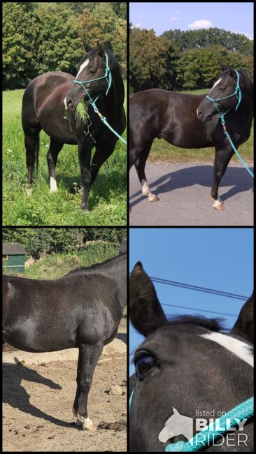 Sensibler Quarter Horse Wallach mit großem Herz sucht einfühlsamen Partner, Kerstin Rehbehn (Pferdemarketing Ost), Horses For Sale, Nienburg, Image 8