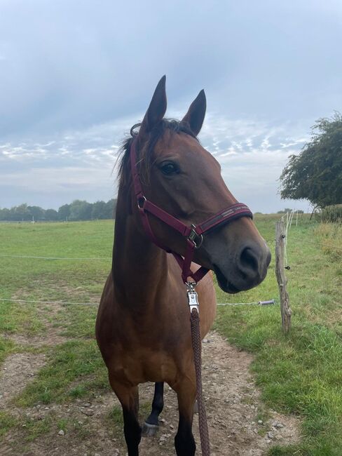 Sensible Reitpferdestute (Vollblut) für erfahrene Reiter mit Herz und Geduld, Kerstin Rehbehn (Pferdemarketing Ost), Horses For Sale, Nienburg