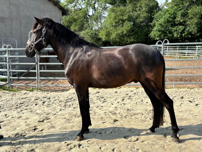 Feinfühliger, sehr sozialer Andalusier Wallach, Kerstin Rehbehn (Pferdemarketing Ost), Horses For Sale, Nienburg