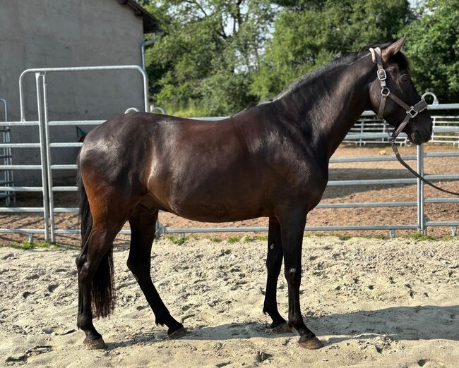 Feinfühliger, sehr sozialer Andalusier Wallach, Kerstin Rehbehn (Pferdemarketing Ost), Horses For Sale, Nienburg, Image 2
