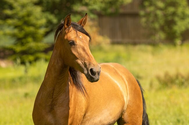 Serpienta - PRE, Stute, 3 Jahre, Braun (Castaña) mit Pearlgen, WOW Pferd  (WOW Pferd), Horses For Sale, Bayern - Attenkirchen