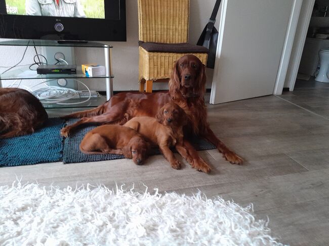 Setterweilpe, Irish Red Setter  Welpe, Kleinschmidt , Bodenarbeit, Hage, Abbildung 3