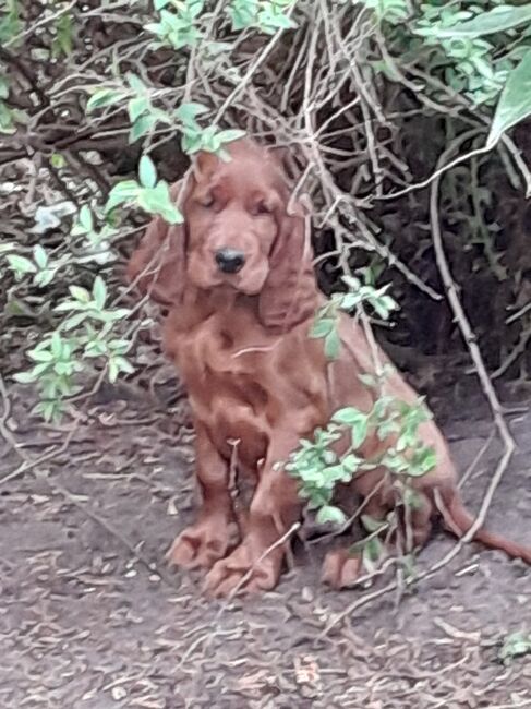 Setterweilpe, Irish Red Setter  Welpe, Kleinschmidt , Groundwork, Hage, Image 2