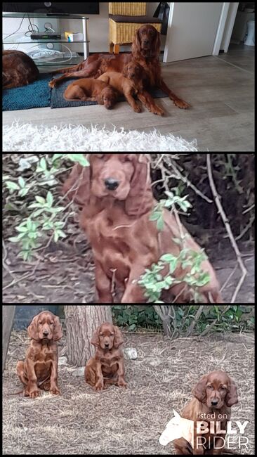 Setterweilpe, Irish Red Setter  Welpe, Kleinschmidt , Pomoce szkoleniowe , Hage, Image 4