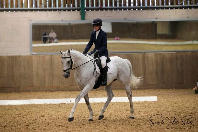 Sexy Steve, Claire Coulman, Horses For Sale, northampton, Image 3