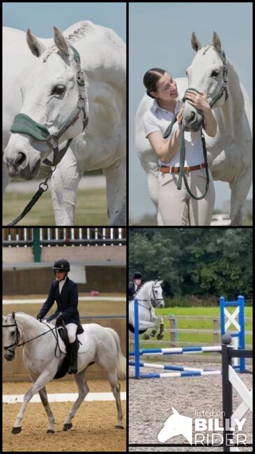 Sexy Steve, Claire Coulman, Horses For Sale, northampton, Image 6