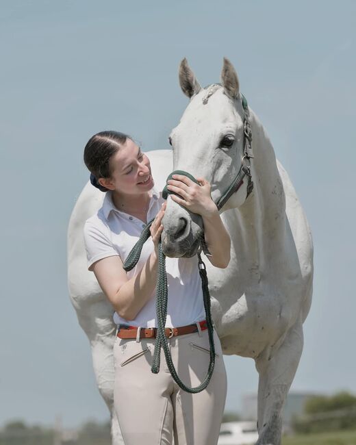 Sexy Steve, Claire Coulman, Horses For Sale, northampton, Image 2