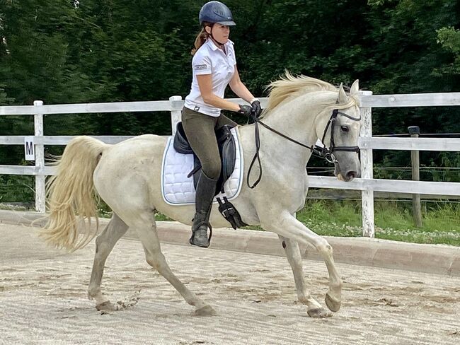 Shagya Araber Wallach mit Potential, Evelyn Malek, Pferd kaufen, Gleisdorf