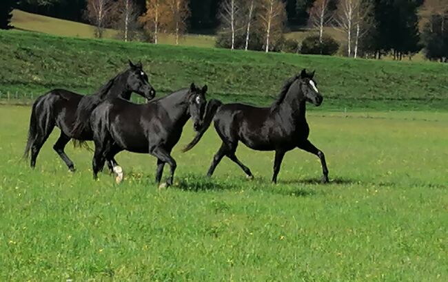 Shagya Araber Zuchtstuten, Karin Gasser , Horses For Sale, Rappersdorf