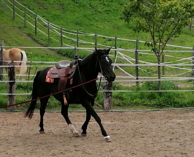 Shagya Araber Zuchtstuten, Karin Gasser , Horses For Sale, Rappersdorf, Image 3