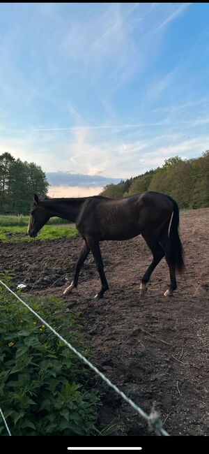 Shagya Araber Wallach Distanzpferd Joungster, Leoni , Horses For Sale, Dankmarshausen, Image 3