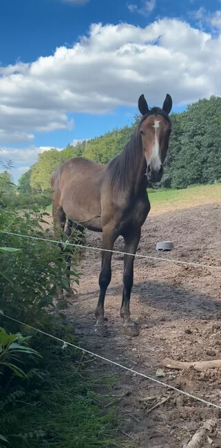 Shagya Araber Wallach Distanzpferd Joungster, Leoni , Horses For Sale, Dankmarshausen, Image 5