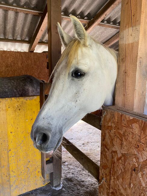 Shagya Araber Wallach mit Potential, Evelyn Malek, Horses For Sale, Gleisdorf, Image 3