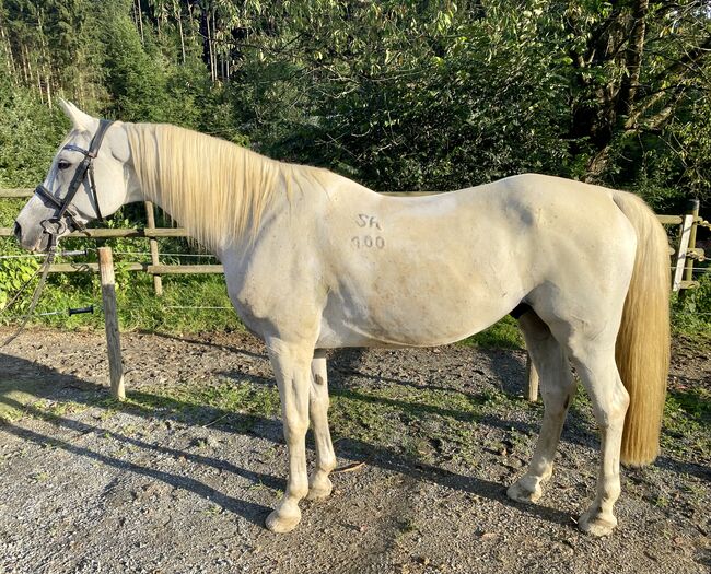 Shagya Araber Wallach mit Potential, Evelyn Malek, Horses For Sale, Gleisdorf, Image 5