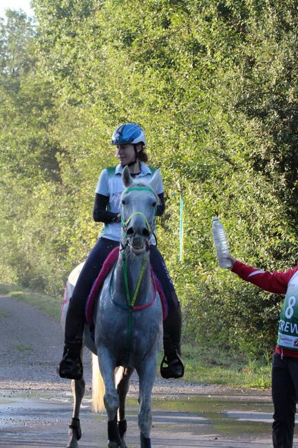 Shagya Araber Wallach mit Potential, Evelyn Malek, Horses For Sale, Gleisdorf, Image 6