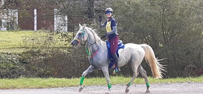 Shagya Araber Wallach mit Potential, Evelyn Malek, Horses For Sale, Gleisdorf, Image 7