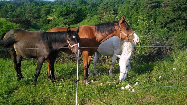 Shagya Araber Stute sucht Zuhause als Beistellerin, Pferdevermittlung Leus (Pferdevermittlung Leus ), Horses For Sale, Limburg an der Lahn, Image 3