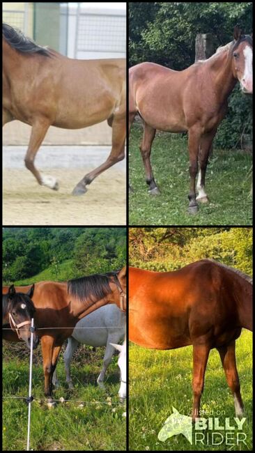 Shagya Araber Stute sucht Zuhause als Beistellerin, Pferdevermittlung Leus (Pferdevermittlung Leus ), Horses For Sale, Limburg an der Lahn, Image 5