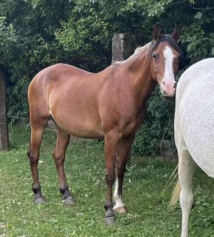 Shagya Araber Stute sucht Zuhause als Beistellerin, Pferdevermittlung Leus (Pferdevermittlung Leus ), Horses For Sale, Tiefenbach, Image 2