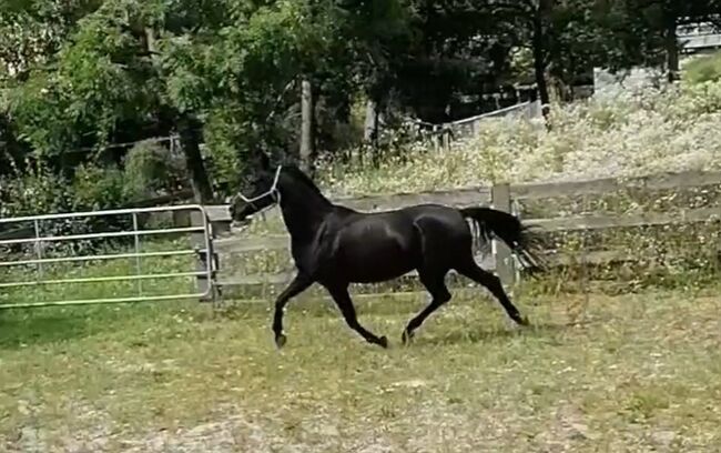 Shagya Araber Zuchtstuten, Karin Gasser , Horses For Sale, Rappersdorf, Image 2