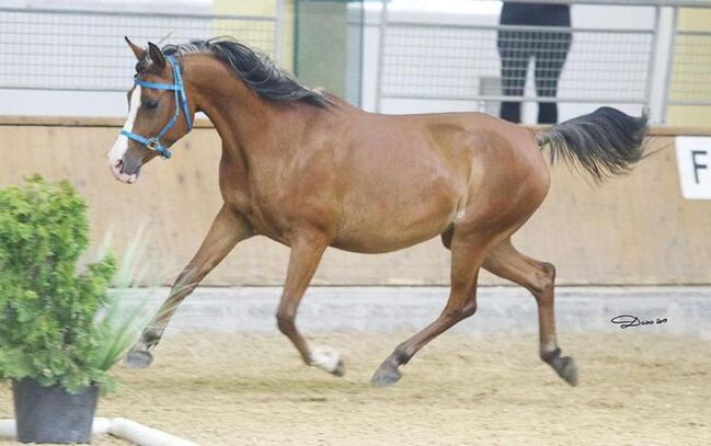 Shagya Araber Stute sucht Zuhause als Beistellerin, Pferdevermittlung Leus (Pferdevermittlung Leus ), Horses For Sale, Tiefenbach