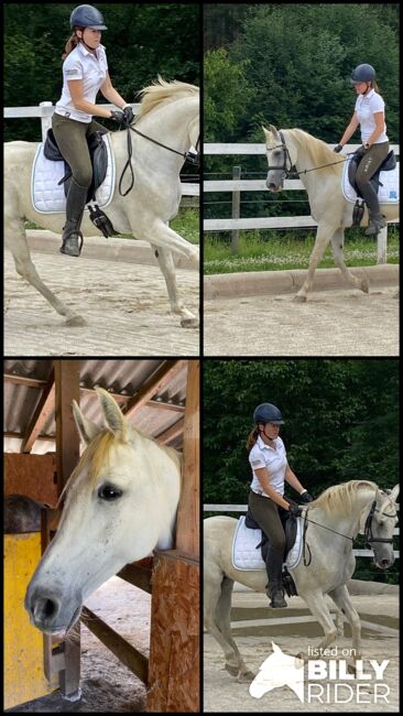 Shagya Araber Wallach mit Potential, Evelyn Malek, Horses For Sale, Gleisdorf, Image 8