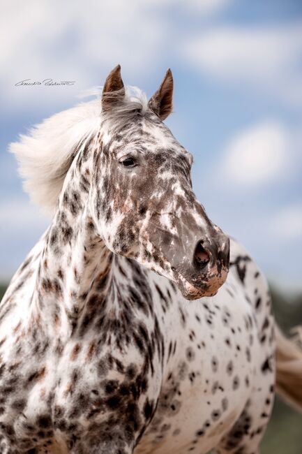 Sheena Laza af Lyn - Knabstrupper, Stute, 14 Jahre, Leopardschecke, WOW Pferd  (WOW Pferd), Horses For Sale, Bayern - Attenkirchen