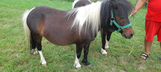 Shetlander ponys, Eric Hendrickx, Horses For Sale, Eger, Image 6