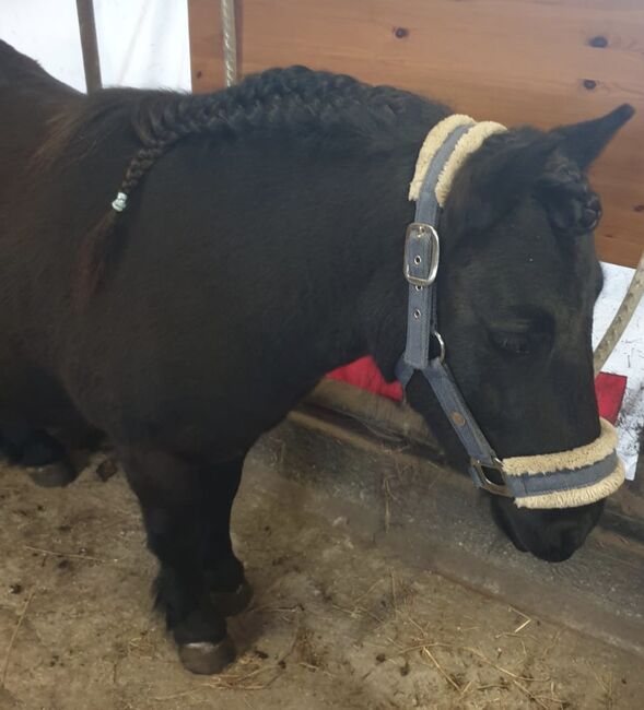 Shetland Pony Wallach Kinderpony Herzenspony sucht Bestplatz, C.M., Horses For Sale, Schleswig , Image 6