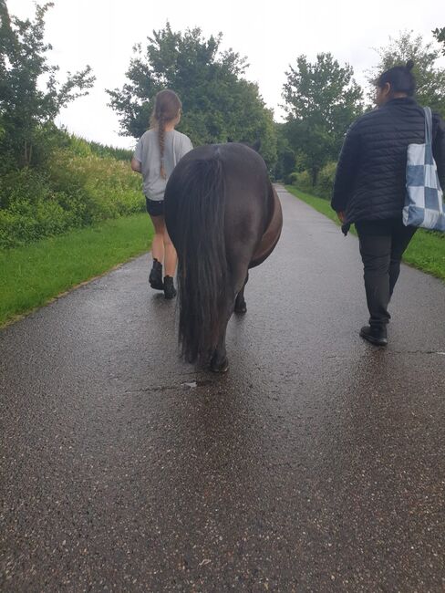 Shetland Pony Wallach Kinderpony Herzenspony sucht Bestplatz, C.M., Horses For Sale, Schleswig , Image 7