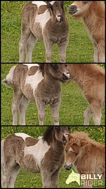 Shetland Pony - geschecktes Hengst-Fohlen, Dietmar Heinelt, Pferd kaufen, Osternienburger Land, Abbildung 4