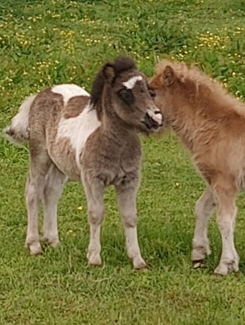 Shetland Pony - geschecktes Hengst-Fohlen, Dietmar Heinelt, Pferd kaufen, Osternienburger Land, Abbildung 2