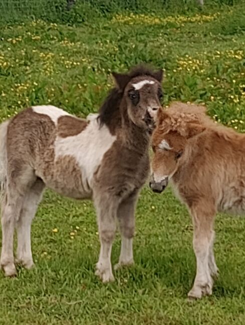 Shetland Pony - geschecktes Hengst-Fohlen, Dietmar Heinelt, Pferd kaufen, Osternienburger Land, Abbildung 3